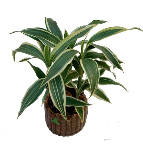 富贵 竹|富贵竹 Dracaena sanderiana